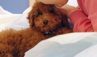 Ior, Simba è arrivato dalla piccola Valeria