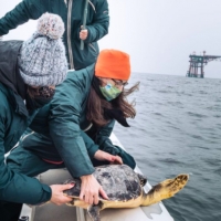 Fondazione cetacea: dimesse due tartarughe “difficili”