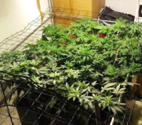 Misano, serra di cannabis sopra l’asilo. “Sconcertati” i sacerdoti