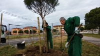 Bellaria, piantati cinque pini per il turismo sostenibile