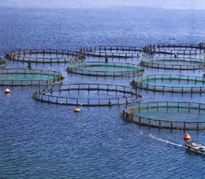 Acquacoltura, bando regionale da 6,8 milioni