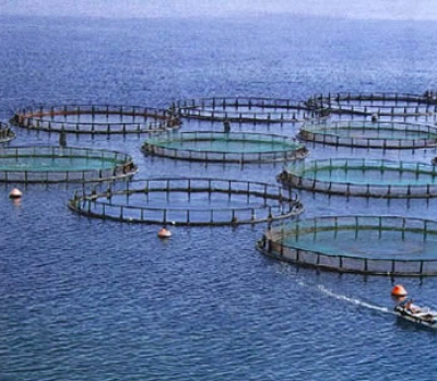 Acquacoltura, bando regionale da 6,8 milioni