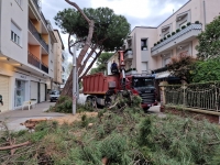 Viale Dante: pini abbattuti. L&#039;assessore: &quot;Prima la sicurezza&quot;