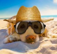 Meno divieti ai cani in spiaggia, proposta di legge regionale