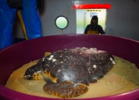 Caretta caretta recuperata al largo di Rimini