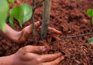 Agricoltura, crescono le aziende del bio