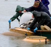 Pescatori di plastica, pubblicato il bando regionale