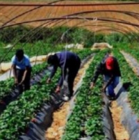 Economia, crescono le imprese straniere