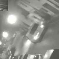 Lupo ucciso e appeso, due denunce