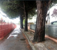 Riccione, stress-test per gli alberi di viale Portovenere