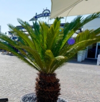 Riccione square, 40 domande arrivate in comune