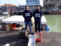 Vongole senza ‘etichetta’ e orate troppo piccole, due comandanti multati