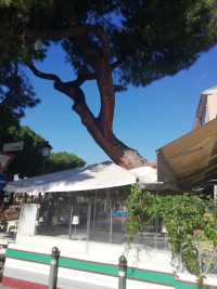 Tronco pericolante sulla Marianna