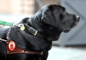 Albergo rifiuta cieco con cane, diventa caso nazionale