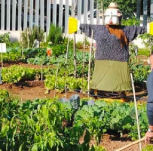Riccione, chiusi gli orti per gli anziani: creano forme di assembramento