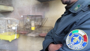 Bracconaggio, denunciato un riminese
