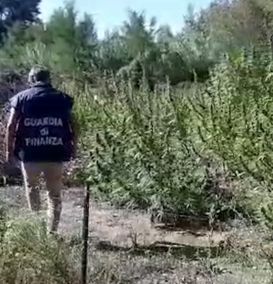 Gemmano, piantagione di cannabis sequestrata da gdf: un arresto