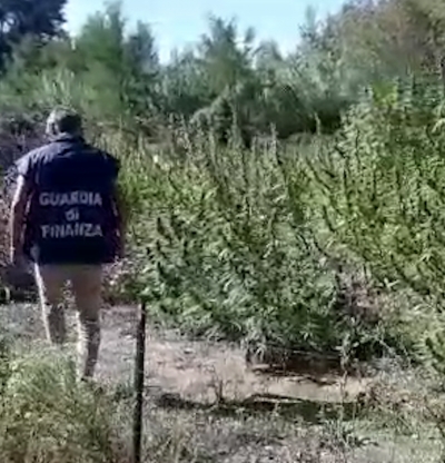 Gemmano, piantagione di cannabis sequestrata da gdf: un arresto