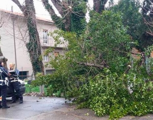 Alberi pericolanti: Anthea ne abbatte cinque