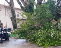 Alberi pericolanti: Anthea ne abbatte cinque