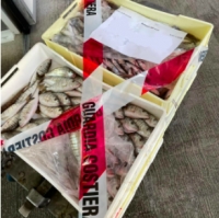 Pesce sottomisura sequestrato, portato alla Caritas