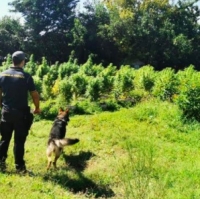 Bellaria, sequestrata piantagione di marijuana