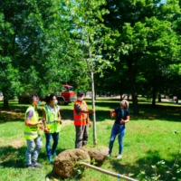 Parco Cervi e Fabbri, in arrivo 100 alberi