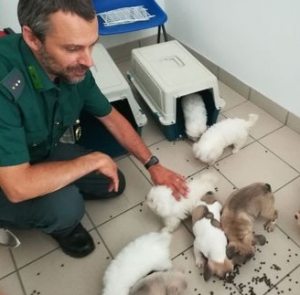 Cuccioli in carro attrezzi, tre denunce