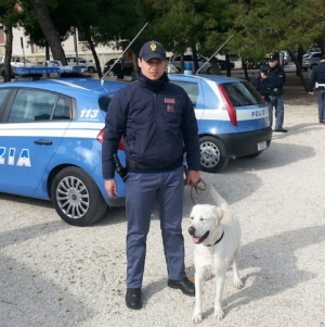 Spacciatore incastrato dal fiuto di Walle, arrestato con 18 grammi di hashish
