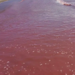 Mare rosso al largo di Bellaria, è l&#039;alga che fiorisce