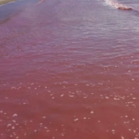 Mare rosso al largo di Bellaria, è l&#039;alga che fiorisce