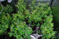 Coltiva marijuana in monolocale a Marina Centro, arrestato