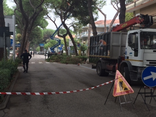 pini abbattuti a viale ceccarini