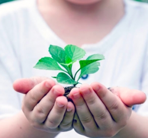Verde pubblico: ora si possono donare gli alberi alla propria città