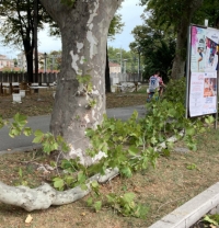 Anthea sui platani della Stazione: a Rimini verde non è trascurato