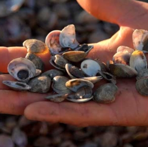 Moria vongole, 400mila euro per i pescatori