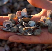 Moria vongole, 400mila euro per i pescatori