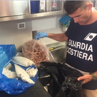 Controlli della guardia costiera: sequestrati 200 chili di pesce