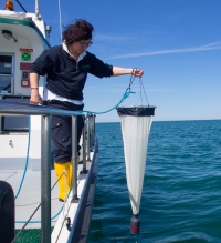 Daphne: il mare Adriatico non è inquinato