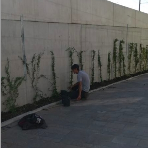 Trc, piantate le essenze che copriranno il muro di via Porto Venere